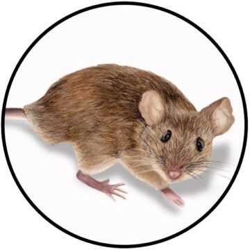 single mouse on white background