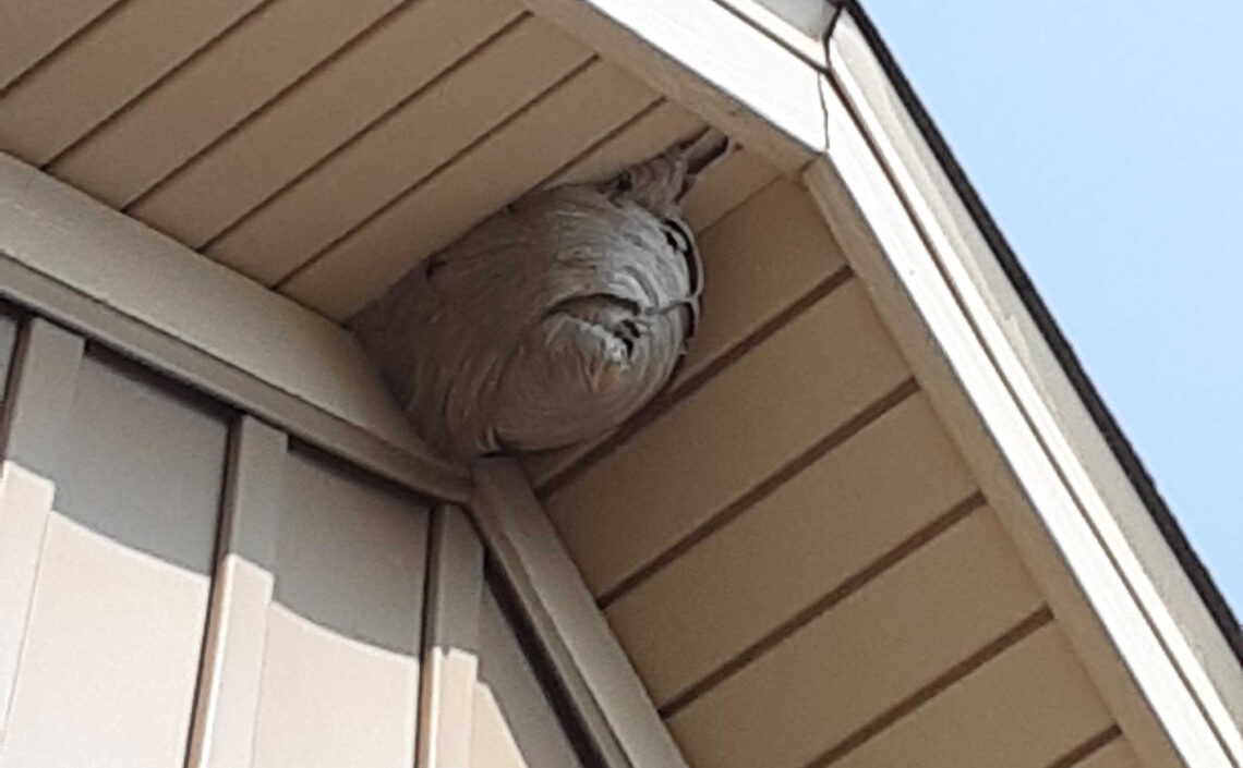 paper wasp nest on the underside of a roof
