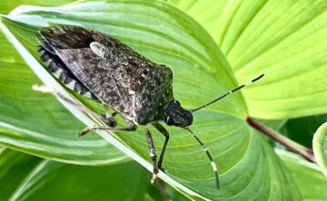 image of brown marmorated stink bug on foliage in garden