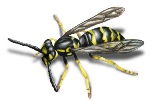 illustration of wasp